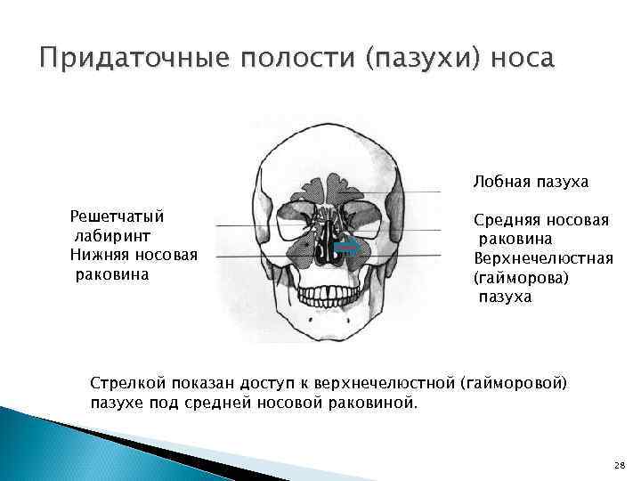 Придаточные полости (пазухи) носа Лобная пазуха Решетчатый лабиринт Нижняя носовая раковина Средняя носовая раковина