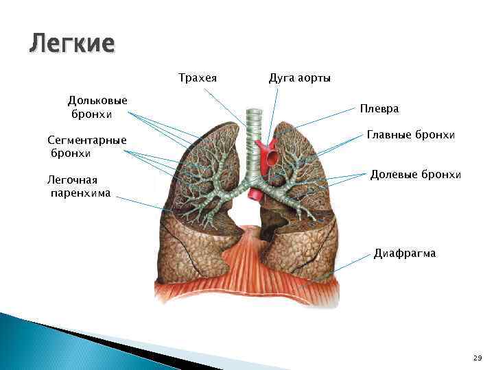 Легкие человека в разрезе фото