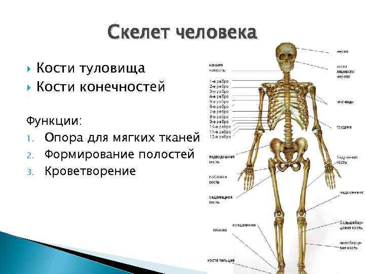 Скелет человека Кости туловища Кости конечностей Функции: 1. Опора для мягких тканей 2. Формирование