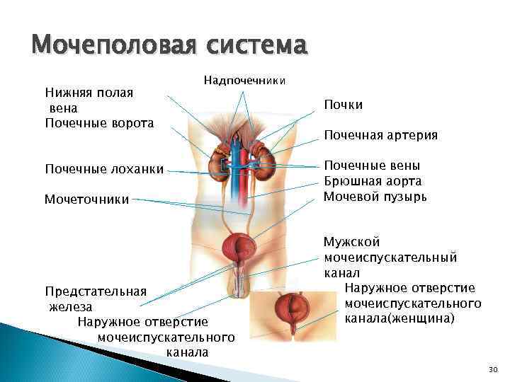 Мочеполовая система Нижняя полая вена Почечные ворота Надпочечники Почечные лоханки Мочеточники Предстательная железа Наружное