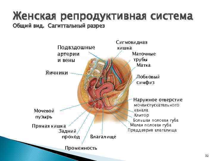 Женская репродуктивная система Общий вид. Сагиттальный разрез Подвздошные артерии и вены Яичники Сигмовидная кишка