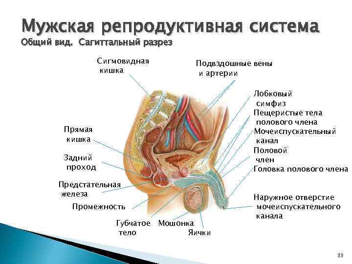 Мужская репродуктивная система Общий вид. Сагиттальный разрез Сигмовидная кишка Подвздошные вены и артерии Лобковый