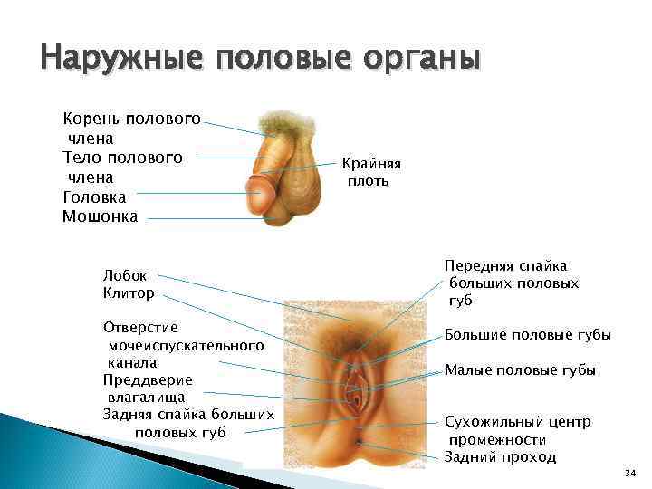 Наружные половые органы Корень полового члена Тело полового члена Головка Мошонка Лобок Клитор Отверстие