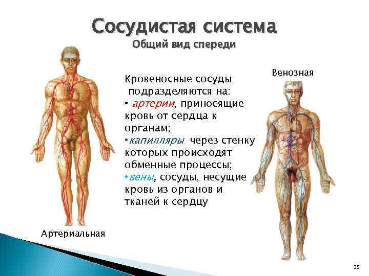 Сосудистая система Общий вид спереди Кровеносные сосуды подразделяются на: • артерии, приносящие кровь от