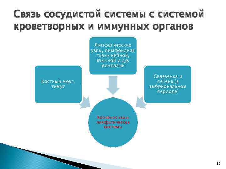 Связь сосудистой системы с системой кроветворных и иммунных органов Лимфатические узлы, лимфоидная ткань небной,