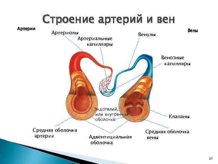 Артерии Строение артерий и вен Артериолы Артериальные капилляры Венулы Венозные капилляры Эндотелий, или внутренняя