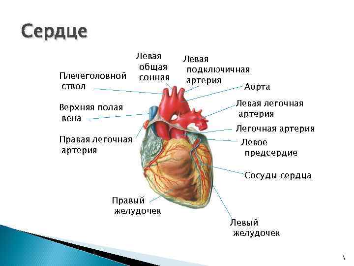 Сердце Плечеголовной ствол Левая общая сонная Верхняя полая вена Правая легочная артерия Левая подключичная