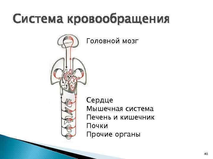 Система кровообращения Головной мозг Сердце Мышечная система Печень и кишечник Почки Прочие органы 40