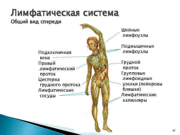 Лимфатическая система Общий вид спереди Шейные лимфоузлы Подключичная вена Правый лимфатический проток Цистерна грудного