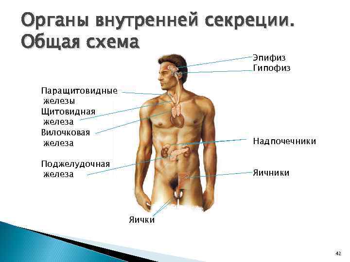 Органы внутренней секреции. Общая схема Эпифиз Гипофиз Паращитовидные железы Щитовидная железа Вилочковая железа Надпочечники