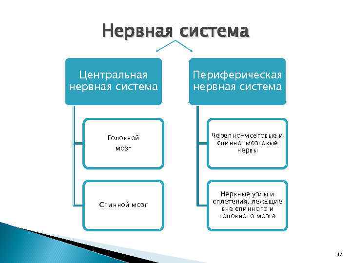 Нервная система Центральная нервная система Головной мозг Спинной мозг Периферическая нервная система Черепно-мозговые и