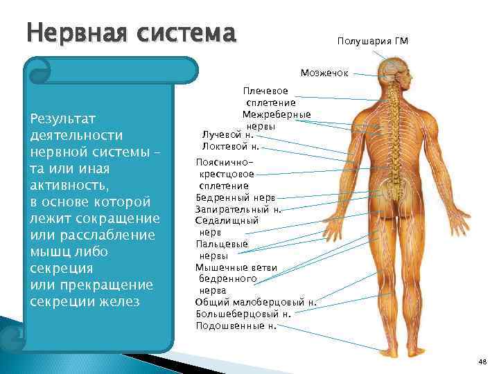 Нервная система Полушария ГМ Мозжечок Результат деятельности нервной системы – та или иная активность,