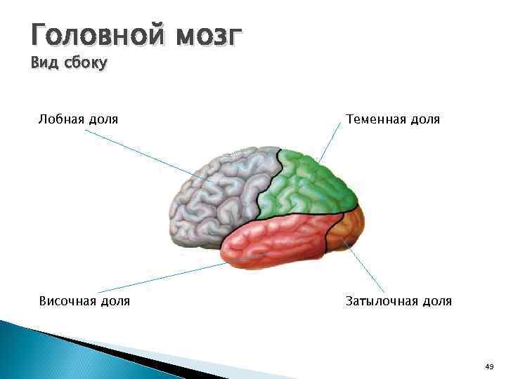 Головной мозг Вид сбоку Лобная доля Теменная доля Височная доля Затылочная доля 49 