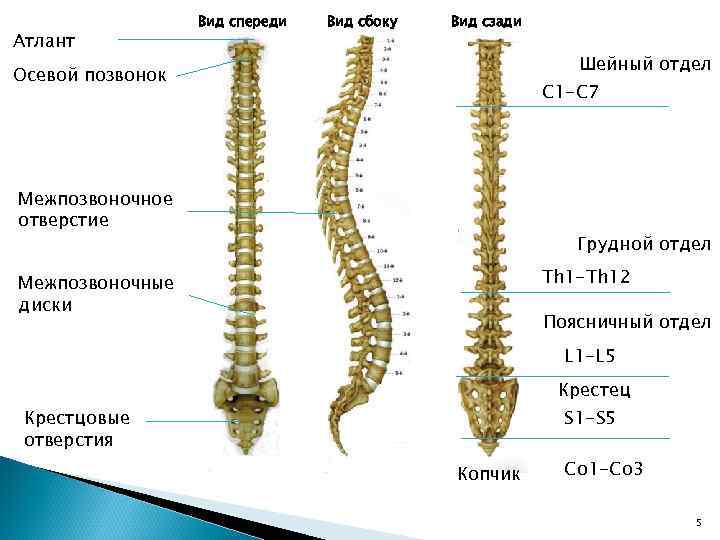 Атлант Вид спереди Вид сбоку Вид сзади Шейный отдел Осевой позвонок С 1 -С