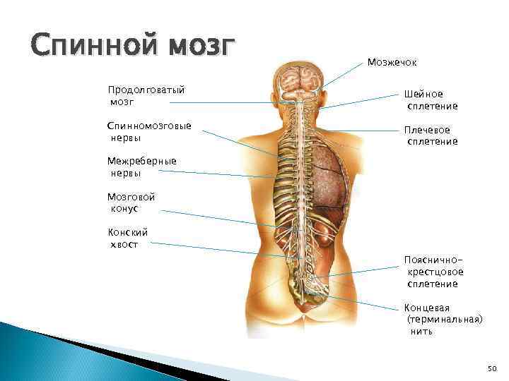 Спинной мозг Мозжечок Продолговатый мозг Шейное сплетение Спинномозговые нервы Плечевое сплетение Межреберные нервы Мозговой