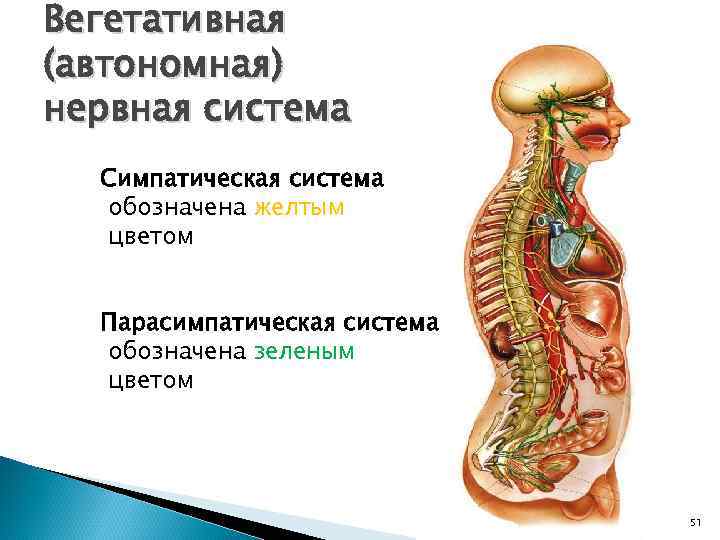 Вегетативная (автономная) нервная система Симпатическая система обозначена желтым цветом Парасимпатическая система обозначена зеленым цветом