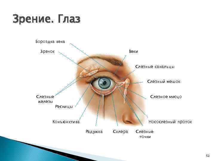 Зрение. Глаз Бороздка века Зрачок Веки Слезные канальцы Слезный мешок Слезные железы Слезное мясцо