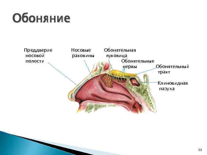 Обоняние Преддверие носовой полости Носовые раковины Обонятельная луковица Обонятельные нервы Обонятельный тракт Клиновидная пазуха