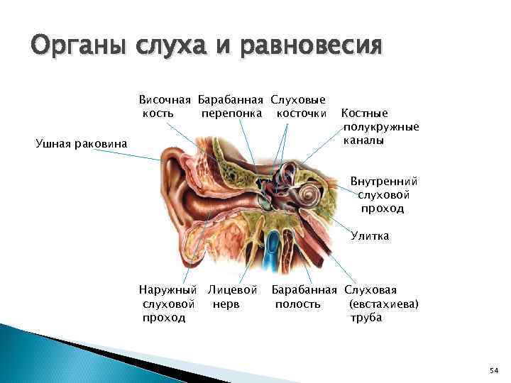 Органы слуха и равновесия Височная Барабанная Слуховые кость перепонка косточки Ушная раковина Костные полукружные