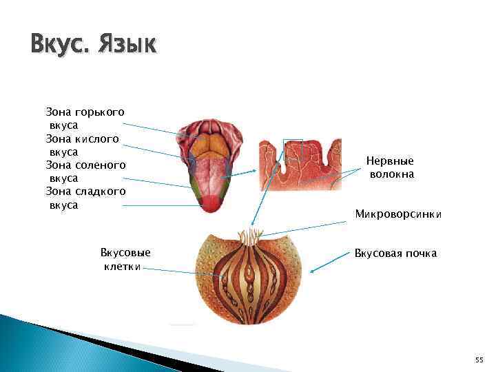 Вкус. Язык Зона горького вкуса Зона кислого вкуса Зона соленого вкуса Зона сладкого вкуса