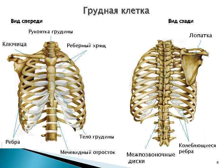 Грудная клетка Вид спереди Вид сзади Рукоятка грудины Ключица Ребра Лопатка Реберный хрящ Тело