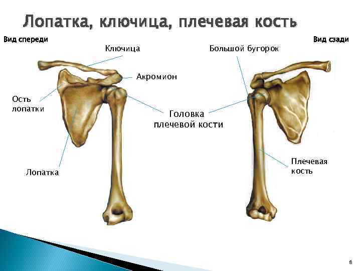 Лопатка, ключица, плечевая кость Вид спереди Ключица Большой бугорок Вид сзади Акромион Ость лопатки