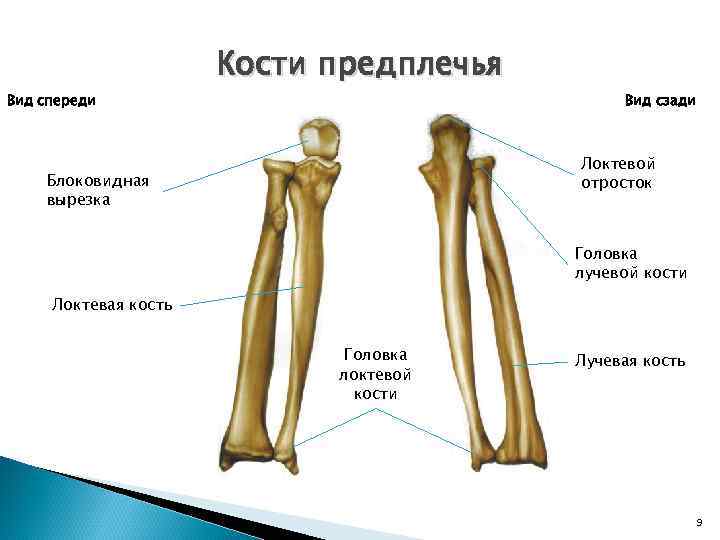 Вид спереди Кости предплечья Вид сзади Локтевой отросток Блоковидная вырезка Головка лучевой кости Локтевая