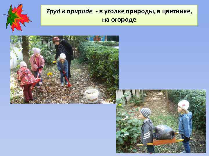Труд в природе - в уголке природы, в цветнике, на огороде 