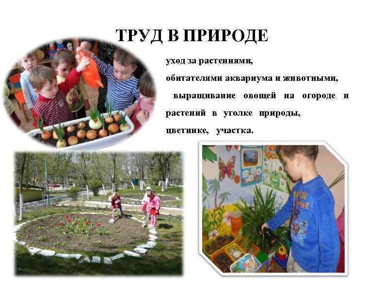 ТРУД В ПРИРОДЕ уход за растениями, обитателями аквариума и животными, выращивание овощей на огороде