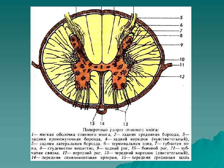 Спинной мозг на поперечном разрезе рисунок