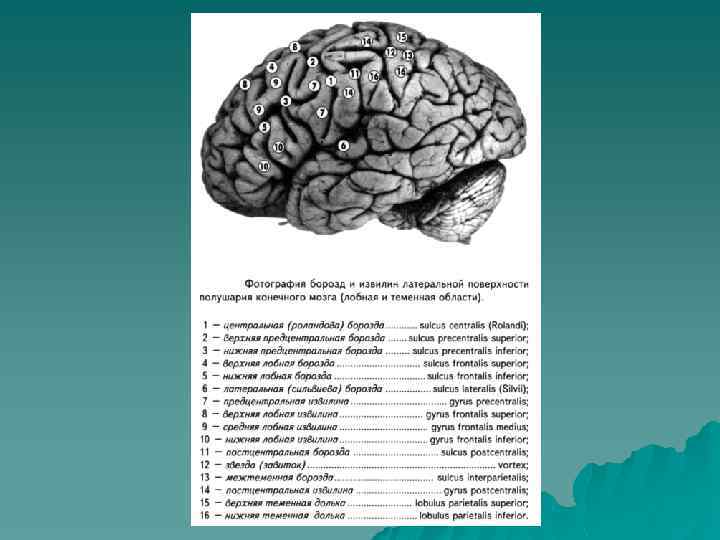 Функции извилин. Извилины мозга анатомия. Конечный мозг борозды и извилины. ЦНС анатомия.