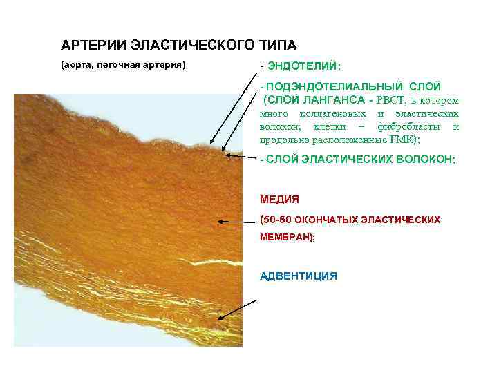 АРТЕРИИ ЭЛАСТИЧЕСКОГО ТИПА (аорта, легочная артерия) - ЭНДОТЕЛИЙ; - ПОДЭНДОТЕЛИАЛЬНЫЙ СЛОЙ (СЛОЙ ЛАНГАНСА -