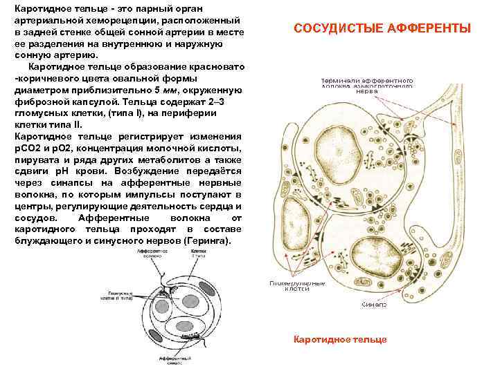 Каротидное тельце - это парный орган артериальной хеморецепции, расположенный в задней стенке общей сонной