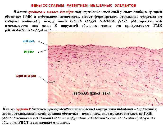 ВЕНЫ СО СЛАБЫМ РАЗВИТИЕМ МЫШЕЧНЫХ ЭЛЕМЕНТОВ В венах среднего и малого калибра подэнднтелиальный слой