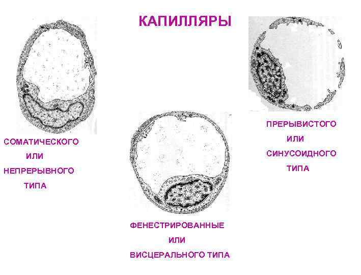 КАПИЛЛЯРЫ ПРЕРЫВИСТОГО СОМАТИЧЕСКОГО ИЛИ СИНУСОИДНОГО НЕПРЕРЫВНОГО ТИПА ФЕНЕСТРИРОВАННЫЕ ИЛИ ВИСЦЕРАЛЬНОГО ТИПА 