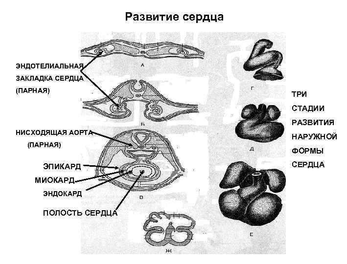 Развитие сердца ЭНДОТЕЛИАЛЬНАЯ ЗАКЛАДКА СЕРДЦА (ПАРНАЯ) ТРИ СТАДИИ РАЗВИТИЯ НИСХОДЯЩАЯ АОРТА (ПАРНАЯ) ЭПИКАРД МИОКАРД