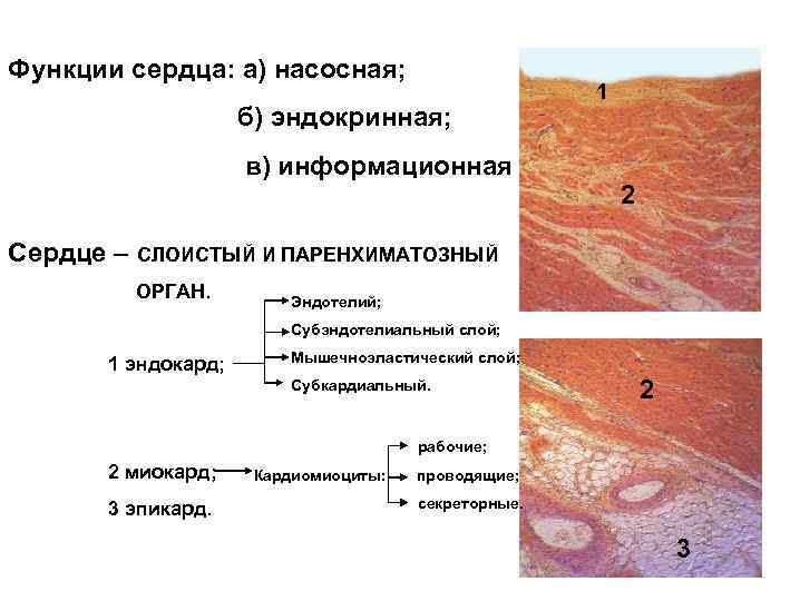 Функции сердца: а) насосная; б) эндокринная; в) информационная 1 2 Сердце – СЛОИСТЫЙ И