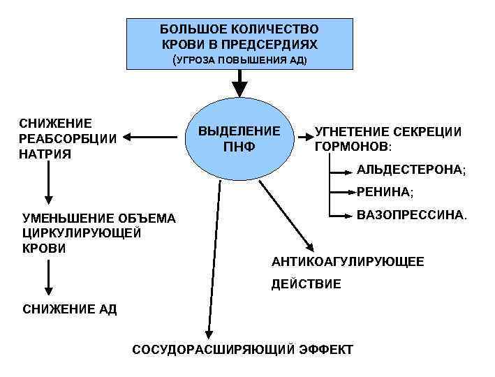 БОЛЬШОЕ КОЛИЧЕСТВО КРОВИ В ПРЕДСЕРДИЯХ (УГРОЗА ПОВЫШЕНИЯ АД) СНИЖЕНИЕ РЕАБСОРБЦИИ НАТРИЯ ВЫДЕЛЕНИЕ ПНФ УГНЕТЕНИЕ