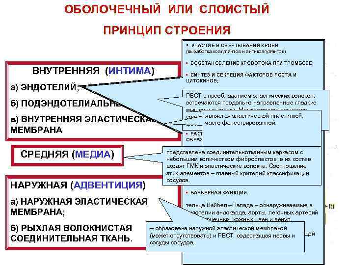 ОБОЛОЧЕЧНЫЙ ИЛИ СЛОИСТЫЙ ПРИНЦИП СТРОЕНИЯ • УЧАСТИЕ В СВЕРТЫВАНИИ КРОВИ (выработка коагулянтов и антикоагулянтов)