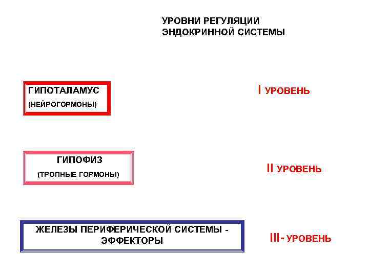 УРОВНИ РЕГУЛЯЦИИ ЭНДОКРИННОЙ СИСТЕМЫ ГИПОТАЛАМУС I УРОВЕНЬ (НЕЙРОГОРМОНЫ) ГИПОФИЗ (ТРОПНЫЕ ГОРМОНЫ) ЖЕЛЕЗЫ ПЕРИФЕРИЧЕСКОЙ СИСТЕМЫ