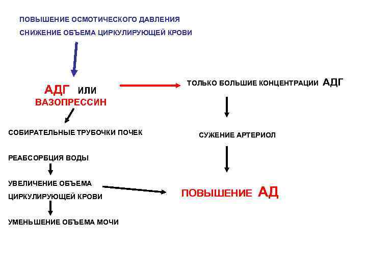 ПОВЫШЕНИЕ ОСМОТИЧЕСКОГО ДАВЛЕНИЯ СНИЖЕНИЕ ОБЪЕМА ЦИРКУЛИРУЮЩЕЙ КРОВИ АДГ ИЛИ ВАЗОПРЕССИН СОБИРАТЕЛЬНЫЕ ТРУБОЧКИ ПОЧЕК ТОЛЬКО