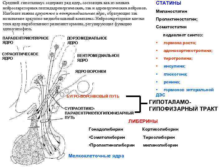 Эндокринная система гайворонский презентация