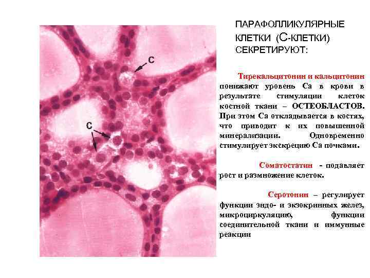 ПАРАФОЛЛИКУЛЯРНЫЕ КЛЕТКИ (С-КЛЕТКИ) СЕКРЕТИРУЮТ: Тирекальцитонин и кальцитонин понижают уровень Са в крови в результате