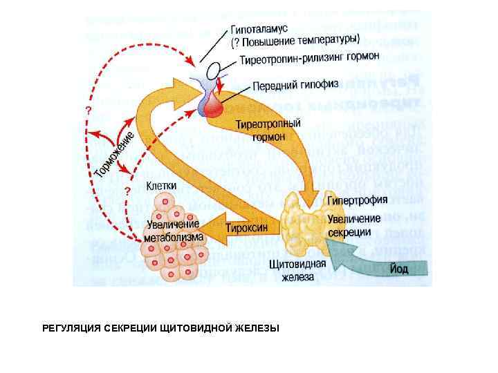 Секреция щитовидной железы