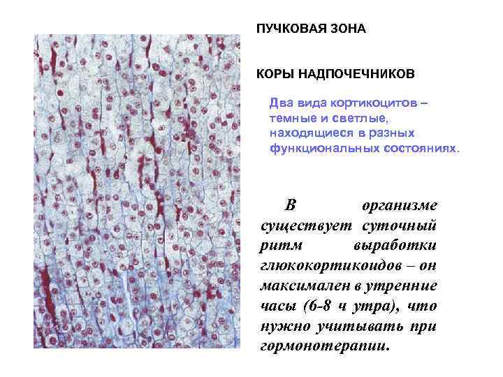 ПУЧКОВАЯ ЗОНА КОРЫ НАДПОЧЕЧНИКОВ Два вида кортикоцитов – темные и светлые, находящиеся в разных