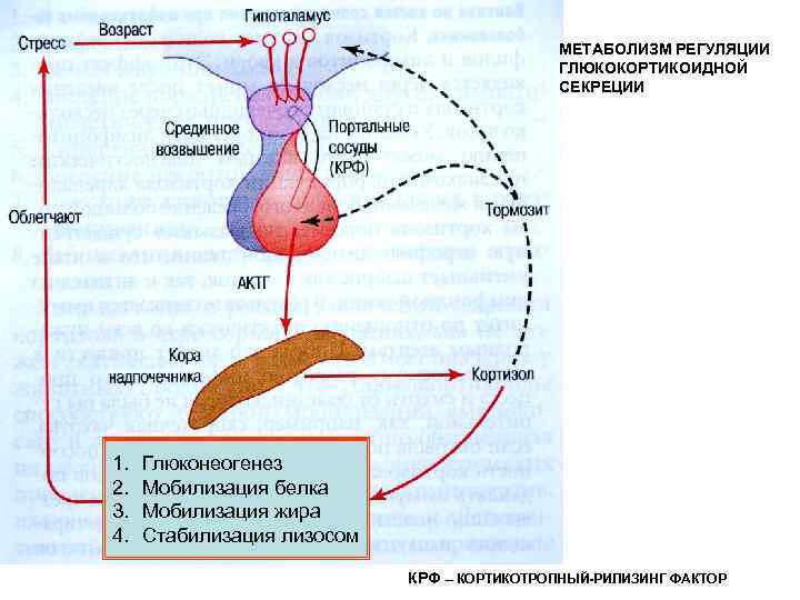 МЕТАБОЛИЗМ РЕГУЛЯЦИИ ГЛЮКОКОРТИКОИДНОЙ СЕКРЕЦИИ 1. 2. 3. 4. Глюконеогенез Мобилизация белка Мобилизация жира Стабилизация