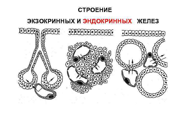 СТРОЕНИЕ ЭКЗОКРИННЫХ И ЭНДОКРИННЫХ ЖЕЛЕЗ 