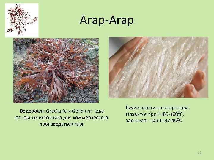 Агар-Агар Водоросли Gracilaria и Gelidium - два основных источника для коммерческого производства агара Сухие