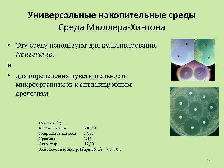 Универсальные накопительные среды Среда Мюллера-Хинтона • Эту среду используют для культивирования Neisseria sp. и