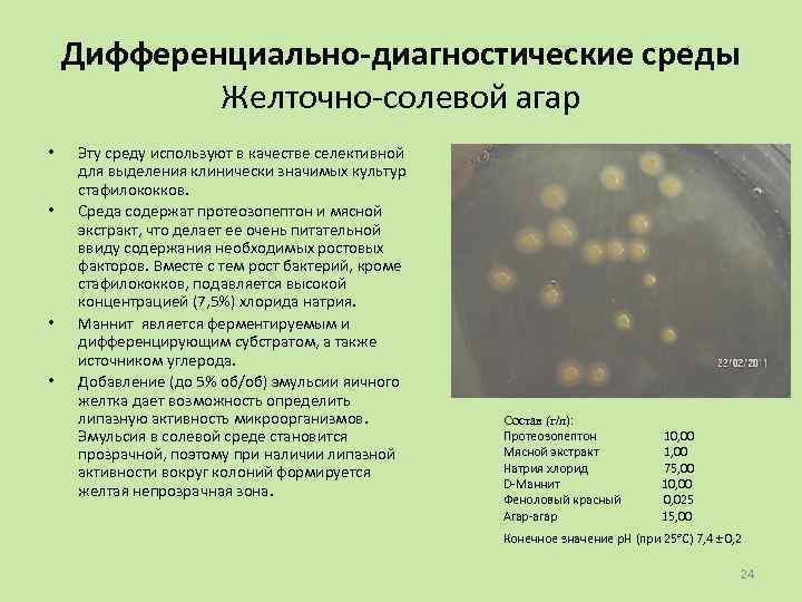 Дифференциально-диагностические среды Желточно-солевой агар • • Эту среду используют в качестве селективной для выделения